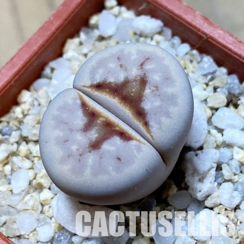 SH34639 Lithops julii 'Hot Lips'
