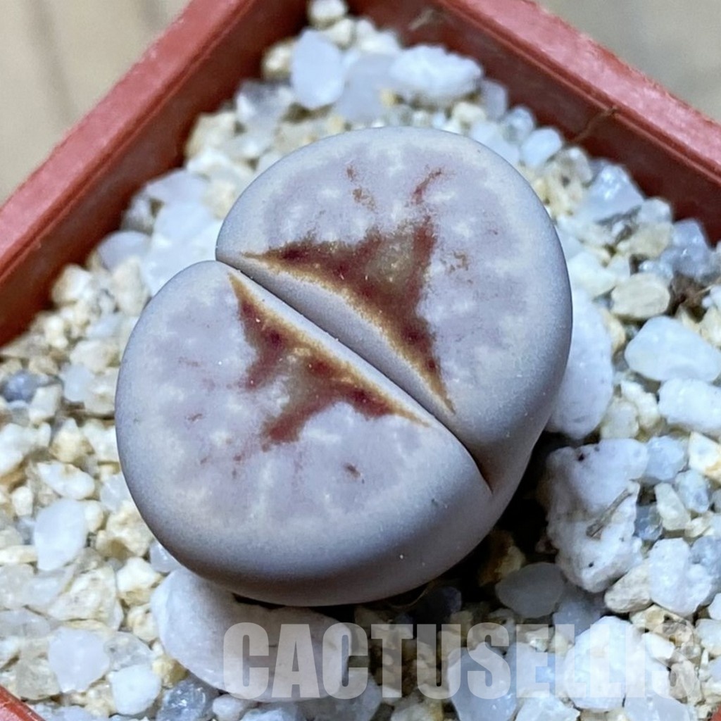 SH34639 Lithops julii 'Hot Lips'