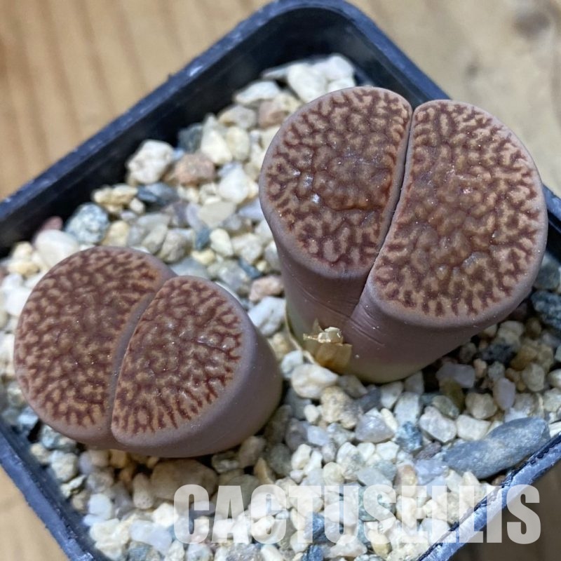 SH34562 Lithops hookeri v. marginata