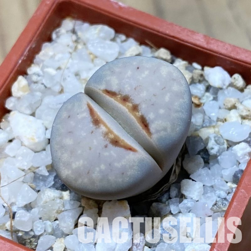 SH34640 Lithops julii 'Hot Lips'