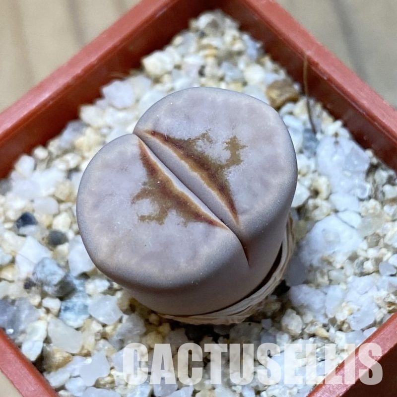SH34641 Lithops julii 'Hot Lips'