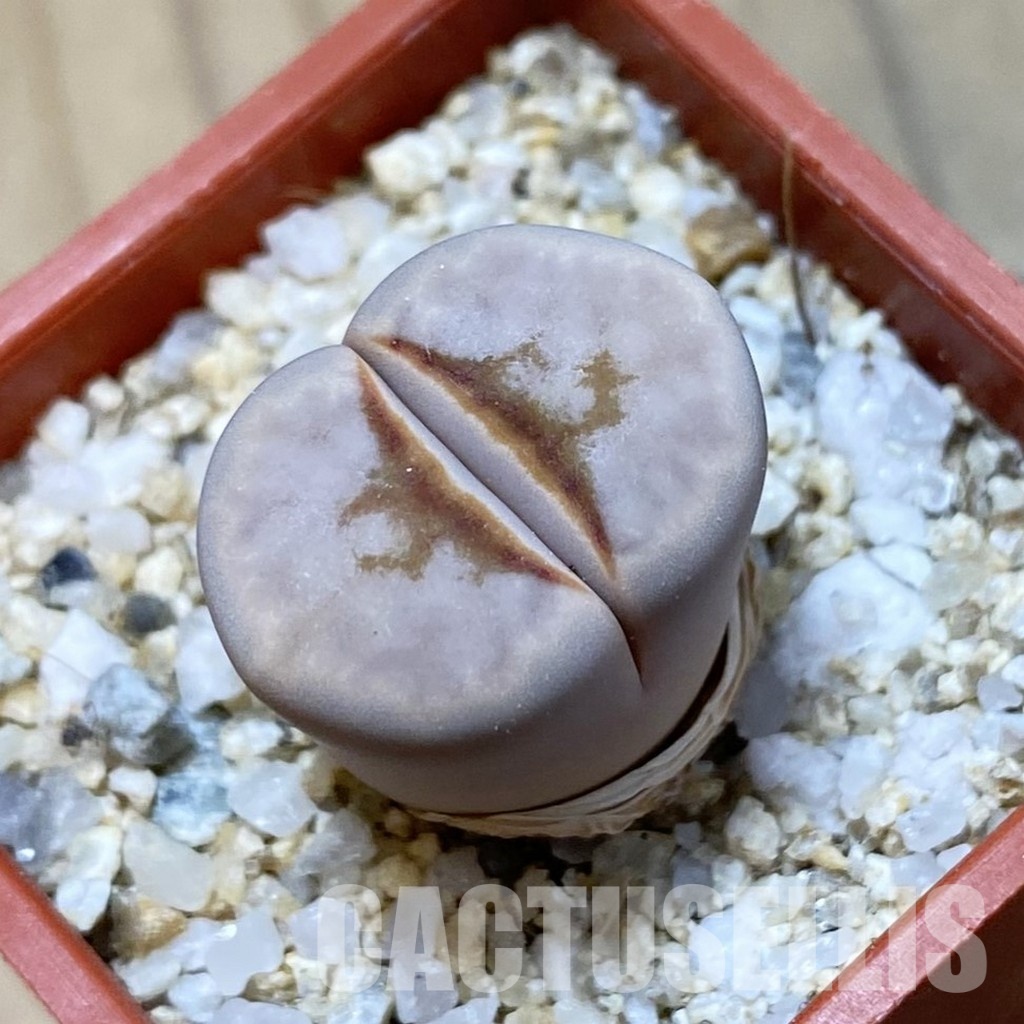 SH34641 Lithops julii 'Hot Lips'