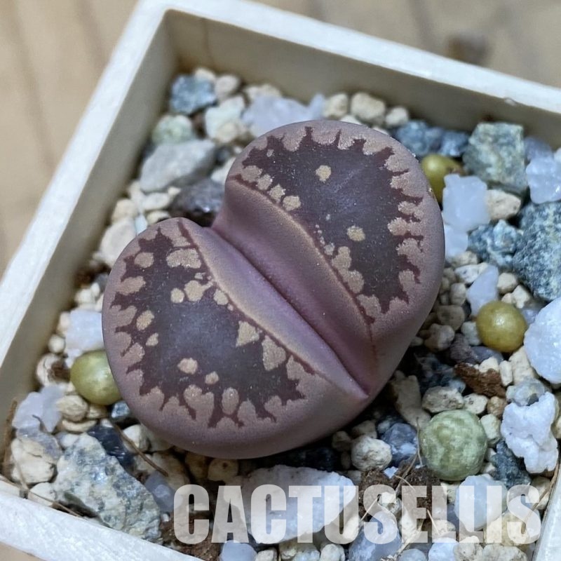 SH34642 Lithops otzeniana ‘Cesky Granat’