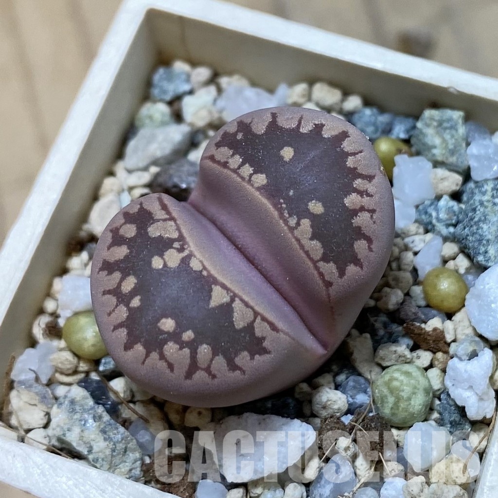 SH34642 Lithops otzeniana ‘Cesky Granat’