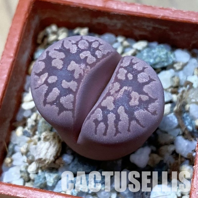 SH34643 Lithops otzeniana ‘Cesky Granat’