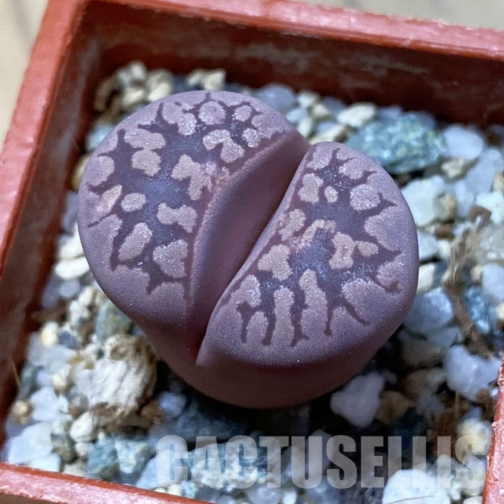 SH34643 Lithops otzeniana ‘Cesky Granat’