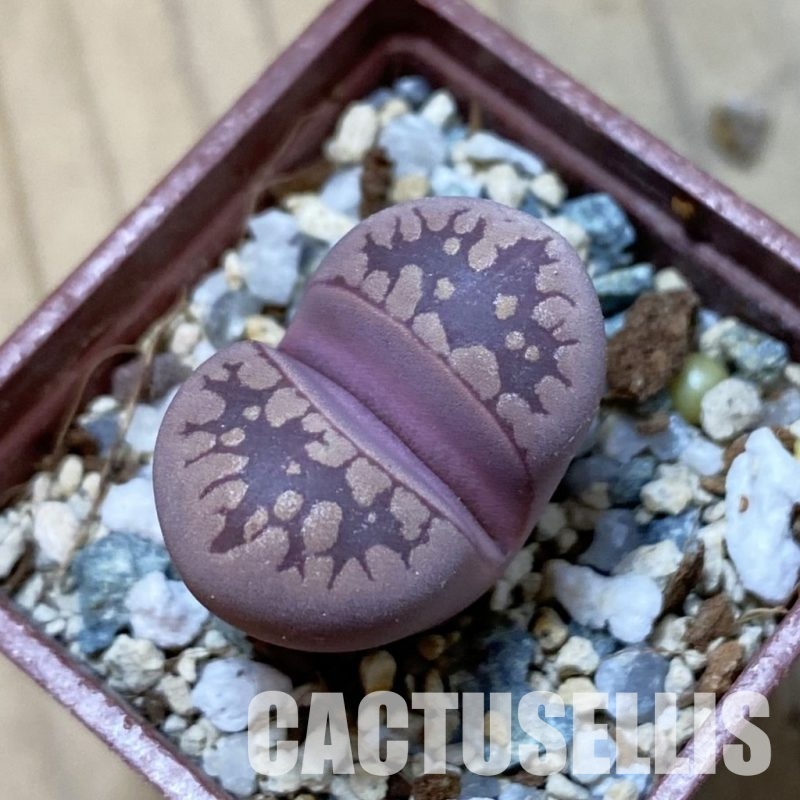 SH34644 Lithops otzeniana ‘Cesky Granat’
