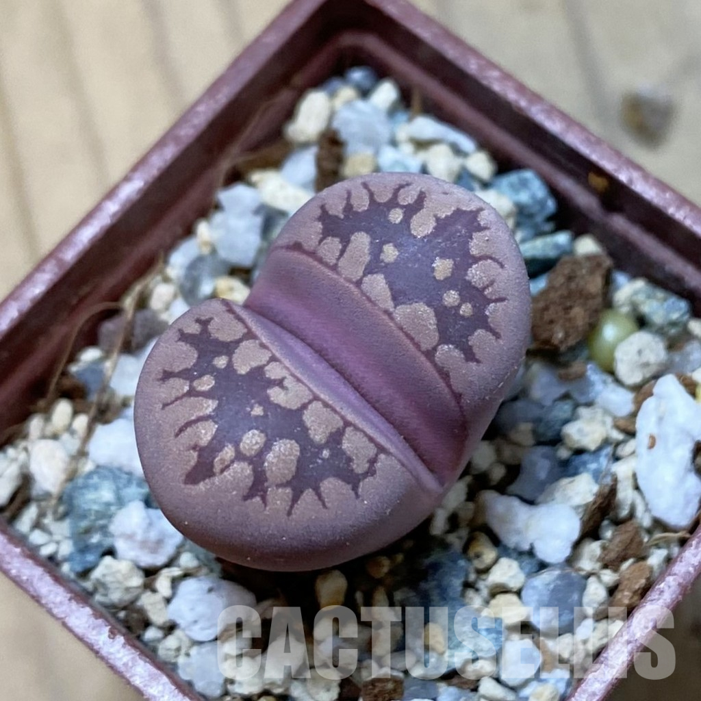 SH34644 Lithops otzeniana ‘Cesky Granat’