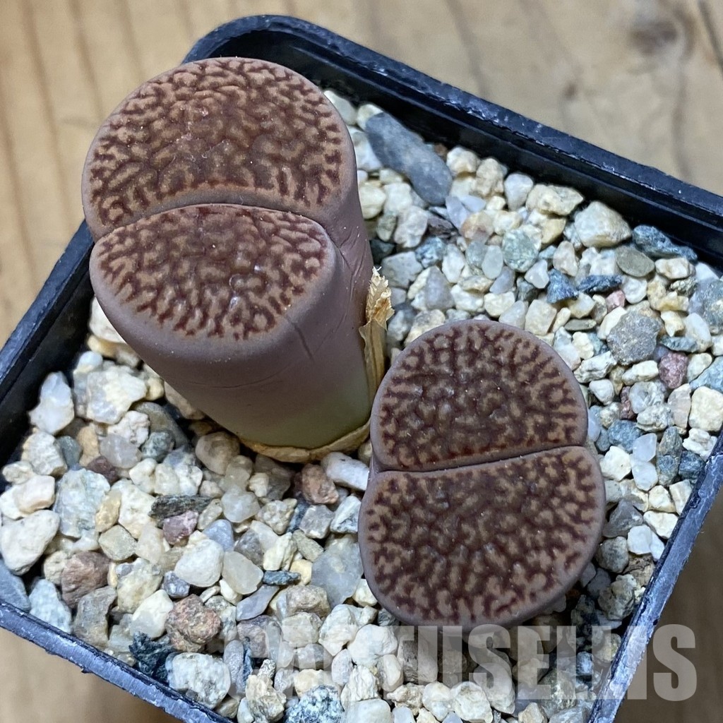 SH34562 Lithops hookeri v. marginata – Image 2