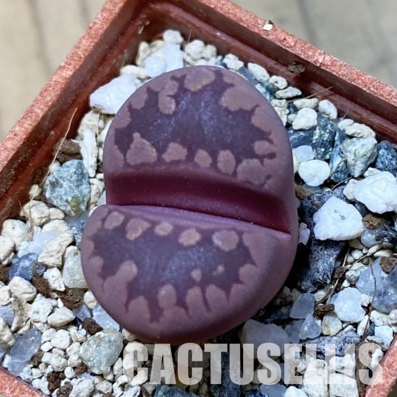 SH34645 Lithops otzeniana ‘Cesky Granat’