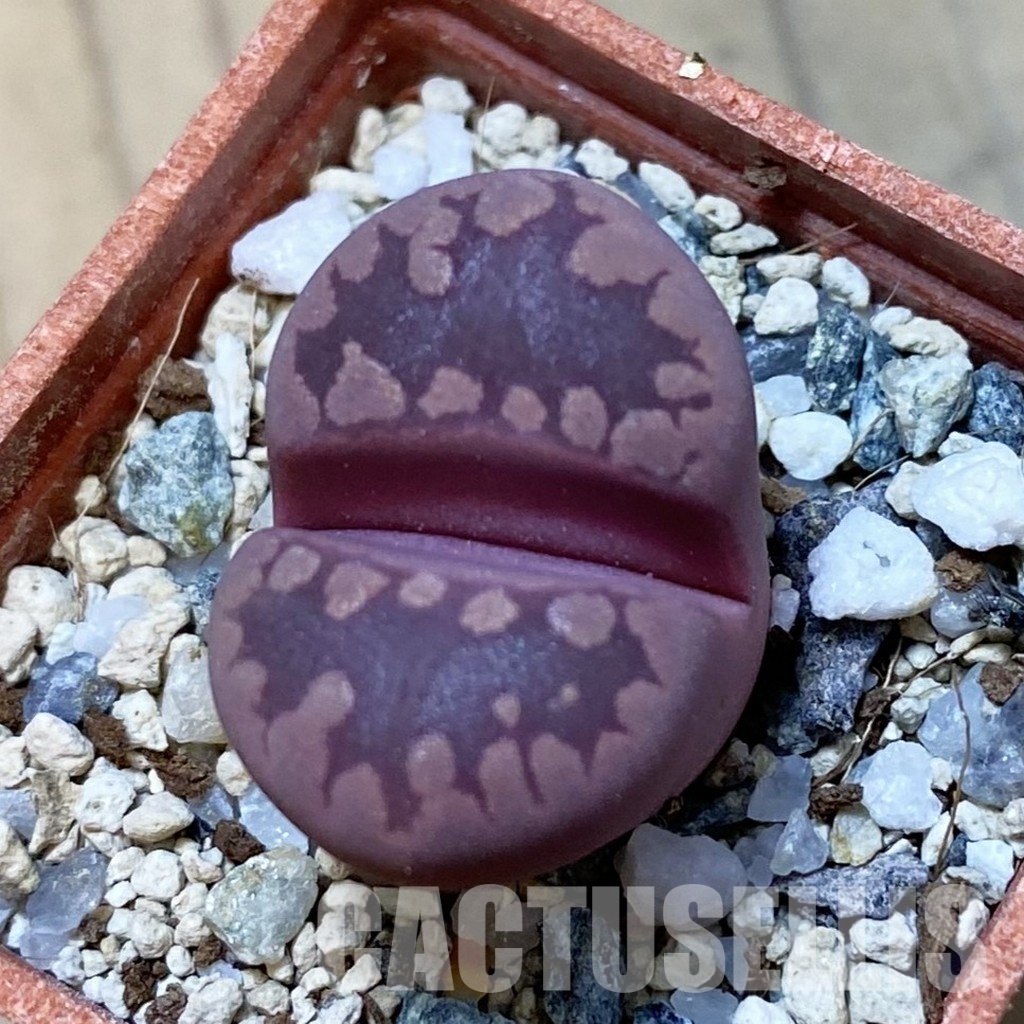 SH34645 Lithops otzeniana ‘Cesky Granat’