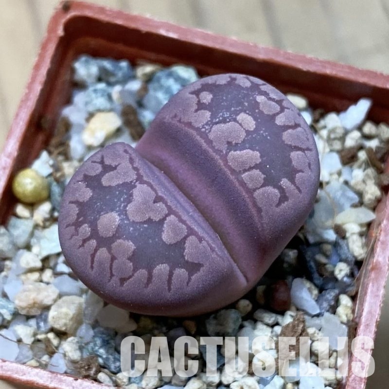SH34646 Lithops otzeniana ‘Cesky Granat’
