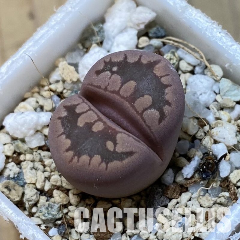SH34647 Lithops otzeniana ‘Cesky Granat’