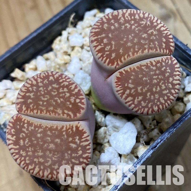 SH34563 Lithops aucampiae v. eunicea