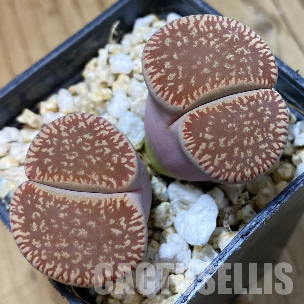 SH34563 Lithops aucampiae v. eunicea