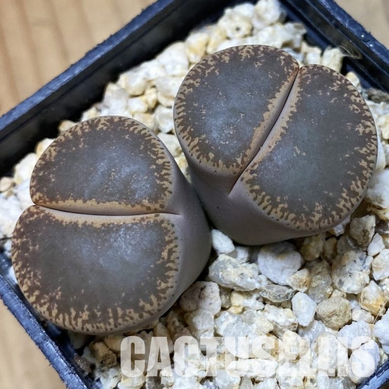 SH34564 Lithops lesliei v. maraisii