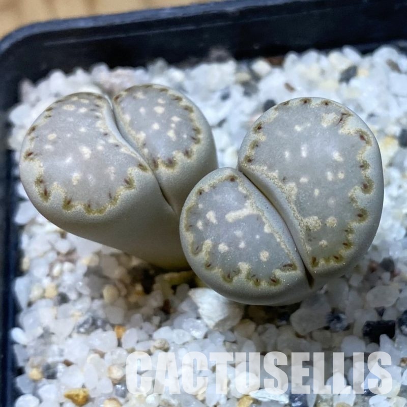 SH34565 Lithops julii fulleri -Aggeneys-