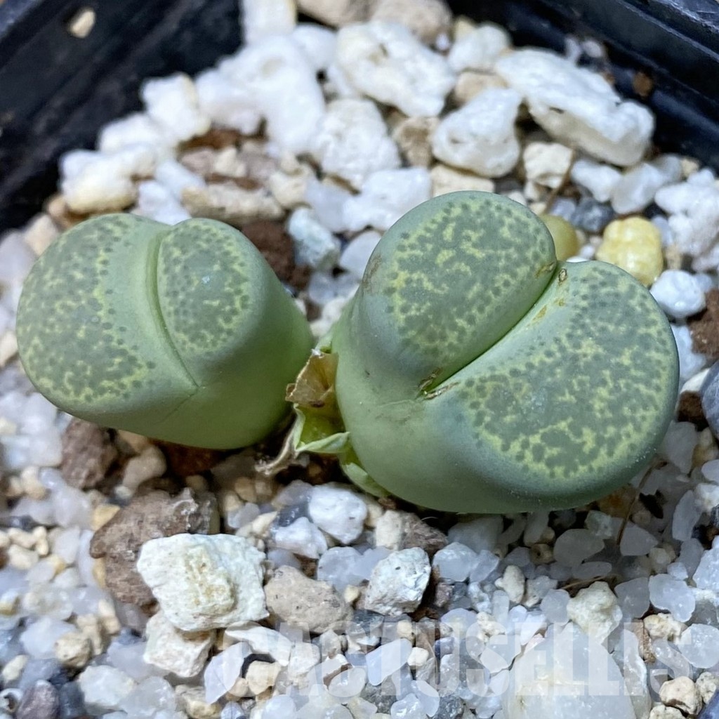 SH34567 Lithops terricolor 'Green Sandpoort' SH 1630