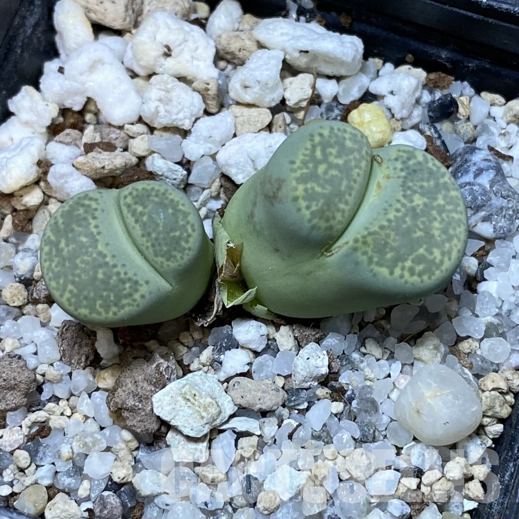 SH34567 Lithops terricolor 'Green Sandpoort' SH 1630 – Image 2