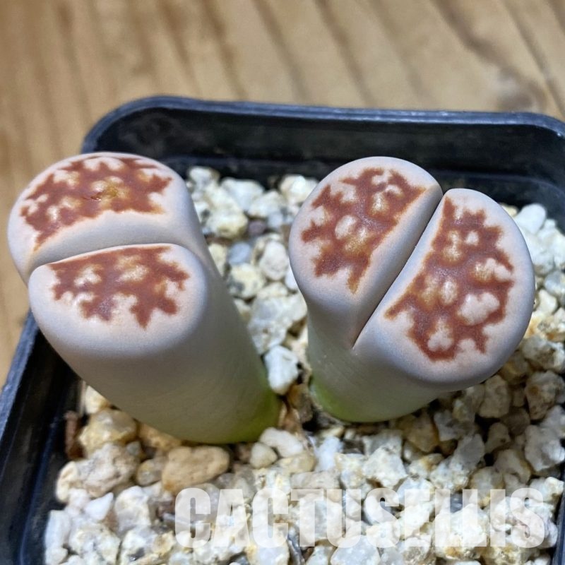 SH34568 Lithops karasmontana 'Top Red'
