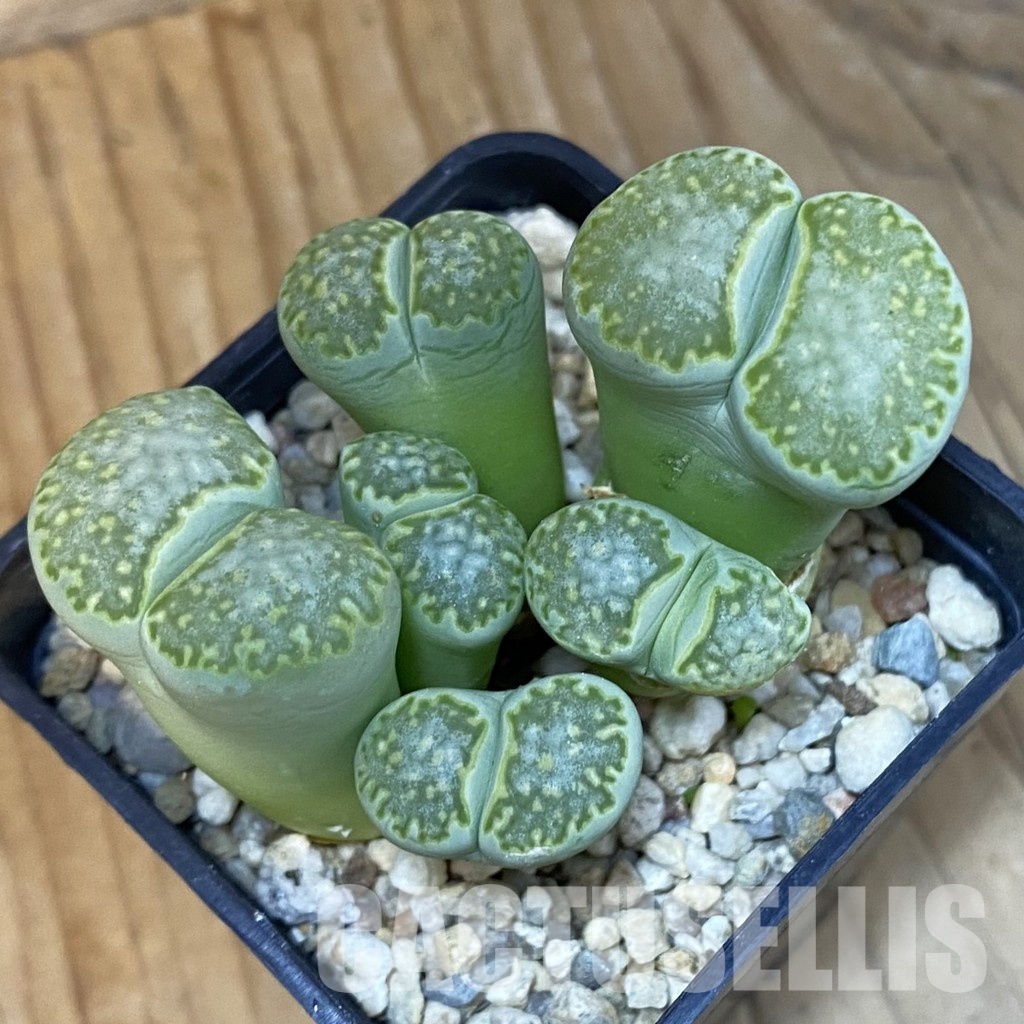 SH34569 Lithops julii ssp. fulleri 'Fullergreen' C56A