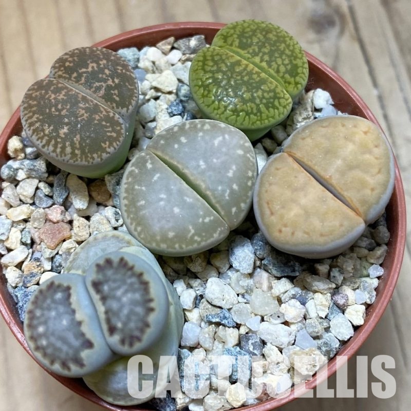 SH34555 Lithops mix