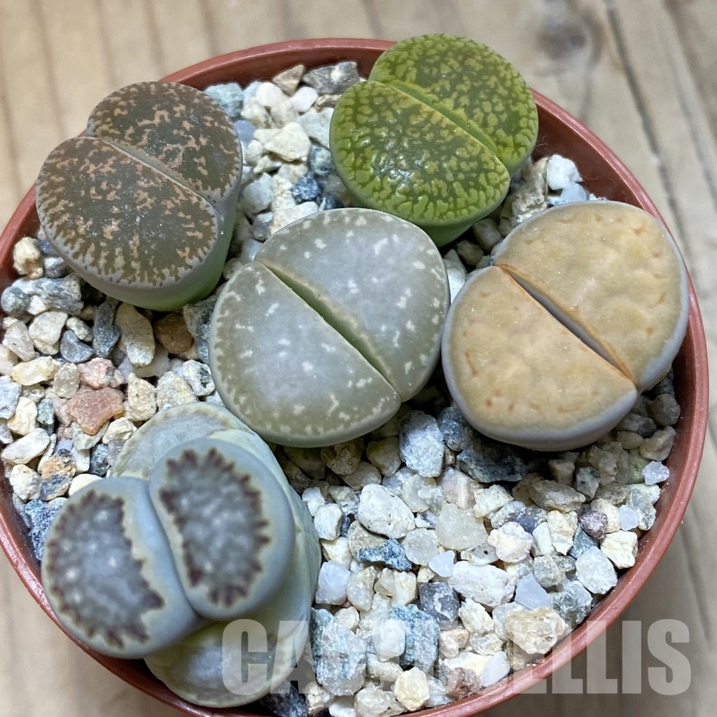 SH34555 Lithops mix