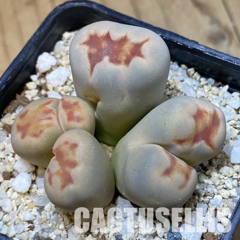 SH34570 Lithops karasmontana v. lateritia f. monstrosa
