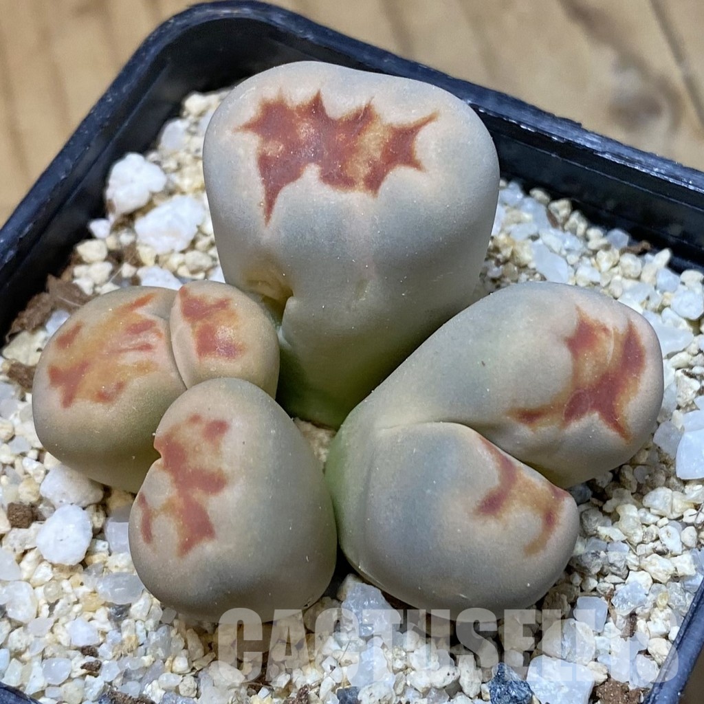 SH34570 Lithops karasmontana v. lateritia f. monstrosa