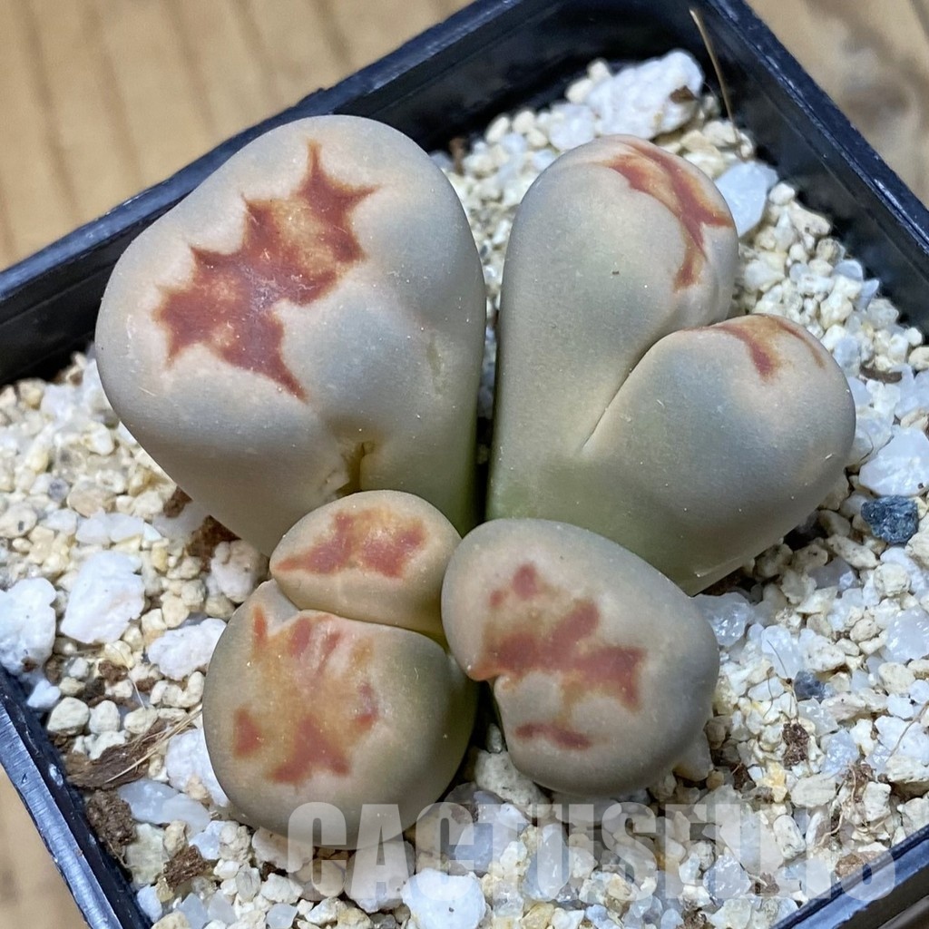 SH34570 Lithops karasmontana v. lateritia f. monstrosa – Bild 2