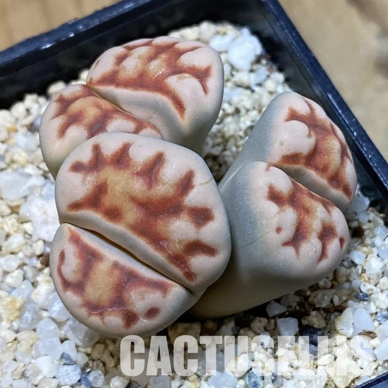 SH34571 Lithops karasmontana v. lateritia f. monstrosa