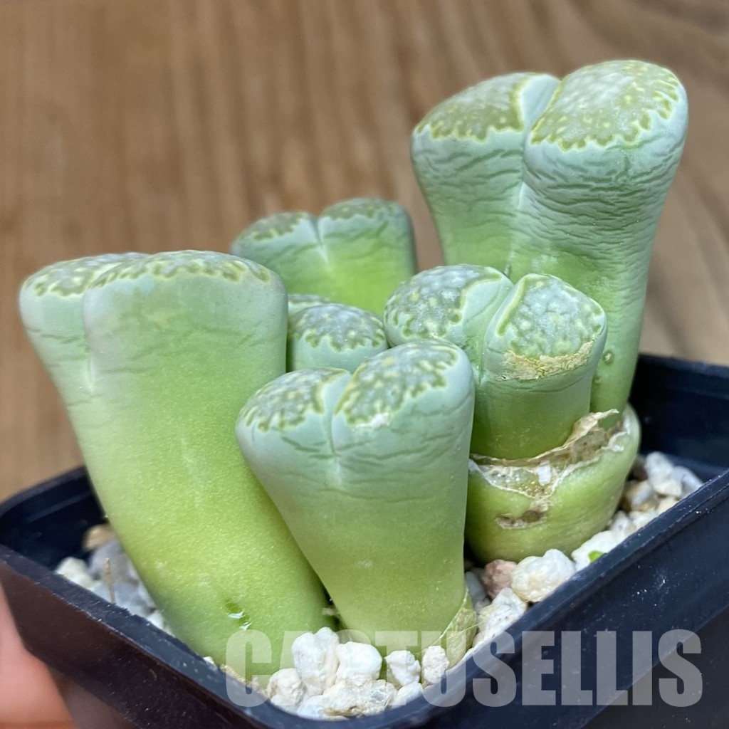 SH34569 Lithops julii ssp. fulleri 'Fullergreen' C56A – Bild 2