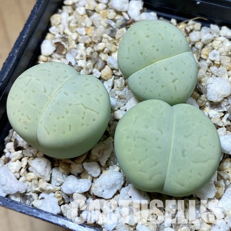 SH34573 Dinteranthus vanzylii ‘Emerald’