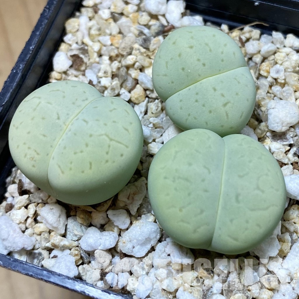 SH34573 Dinteranthus vanzylii ‘Emerald’