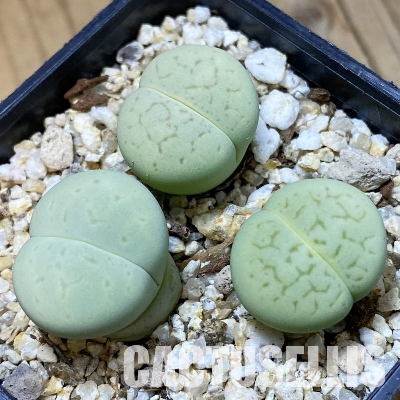 SH34574 Dinteranthus vanzylii ‘Emerald’