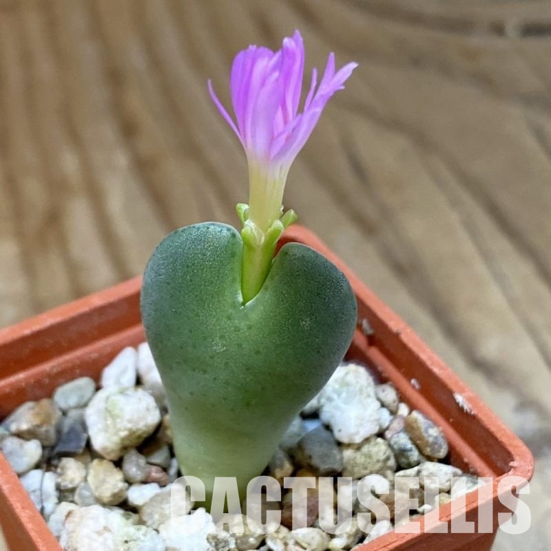 SH34575 Conophytum taylorianum ssp. rosynense EVJ 5518