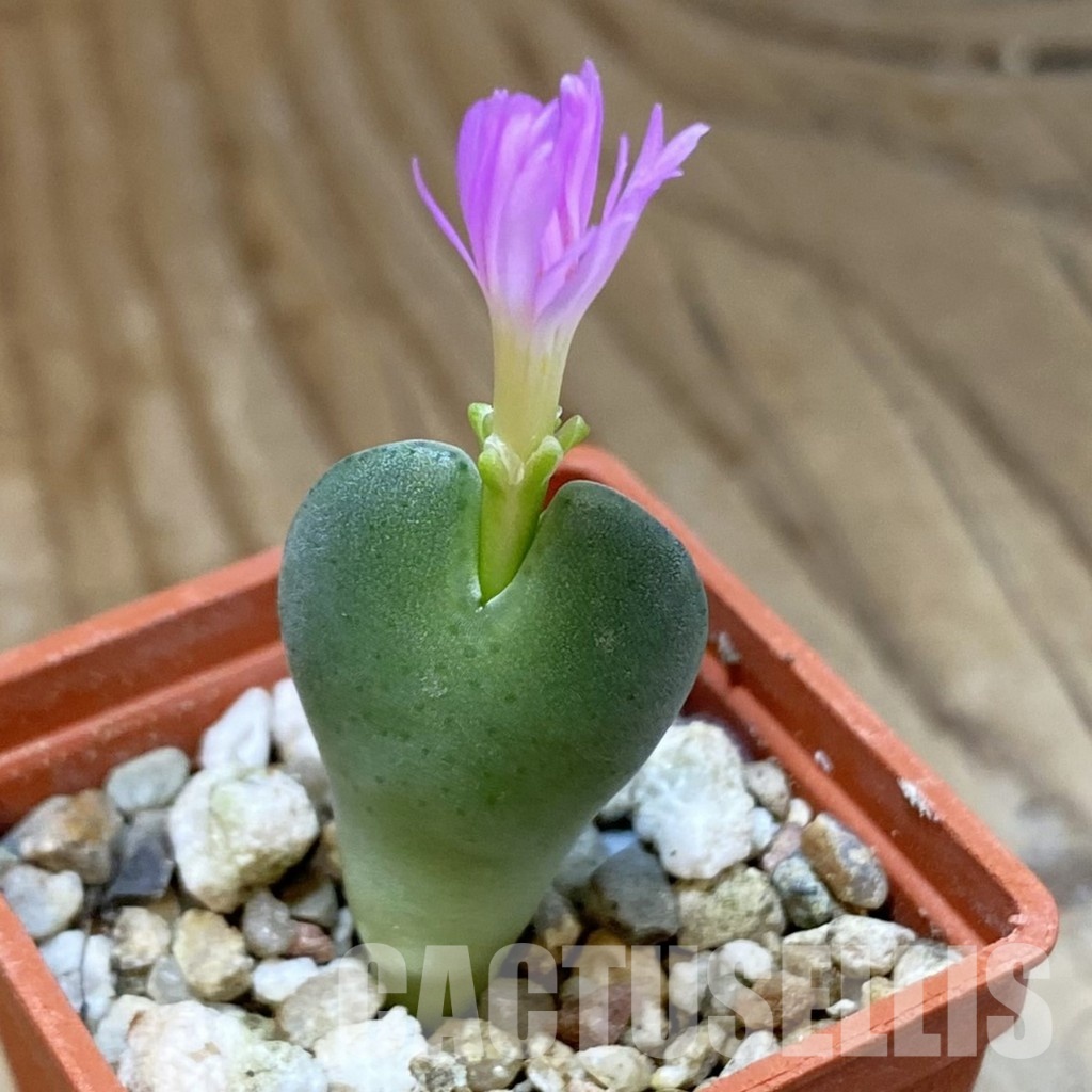 SH34575 Conophytum taylorianum ssp. rosynense EVJ 5518
