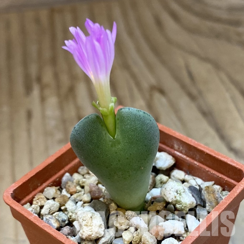 SH34575 Conophytum taylorianum ssp. rosynense EVJ 5518 – Image 2
