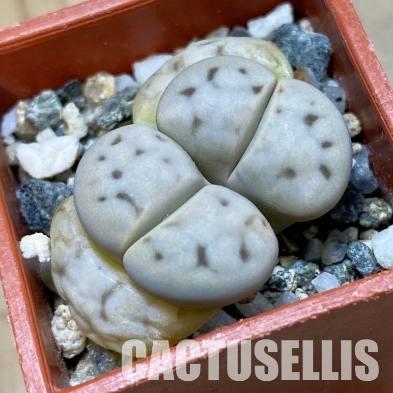 SH34576 Lithops karasmontana v. eberlanzii