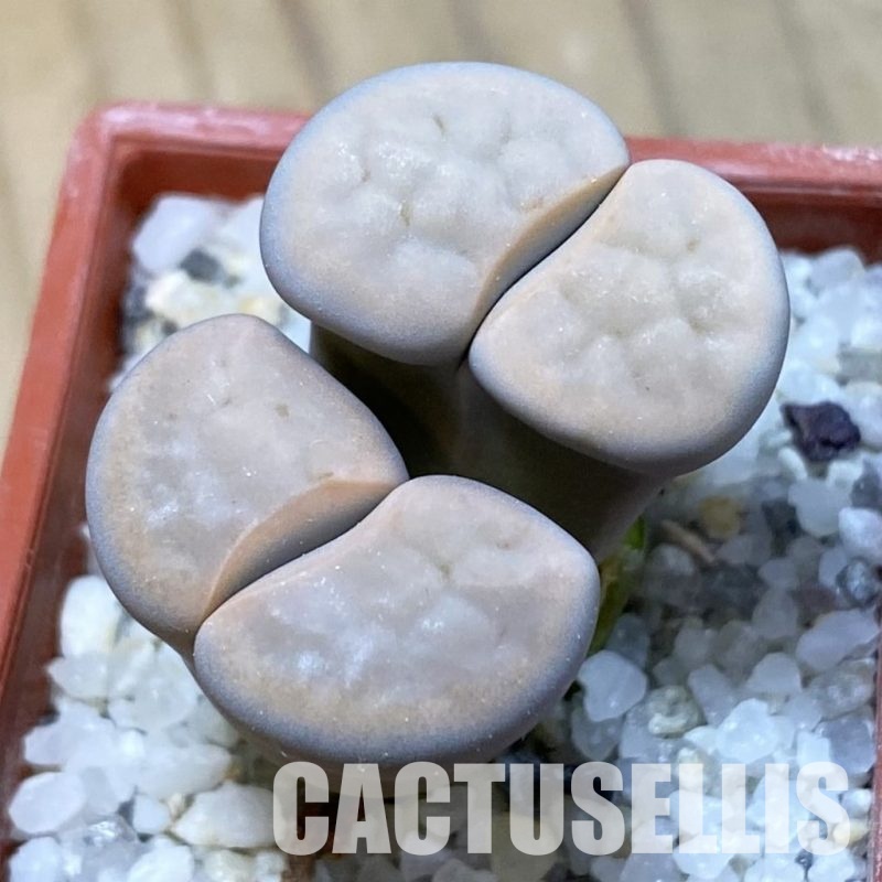 SH34577 Lithops karasmontana v. opalina