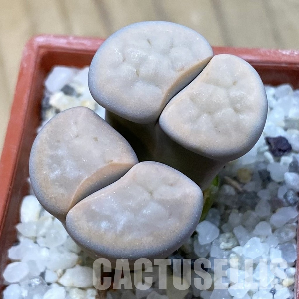 SH34577 Lithops karasmontana v. opalina