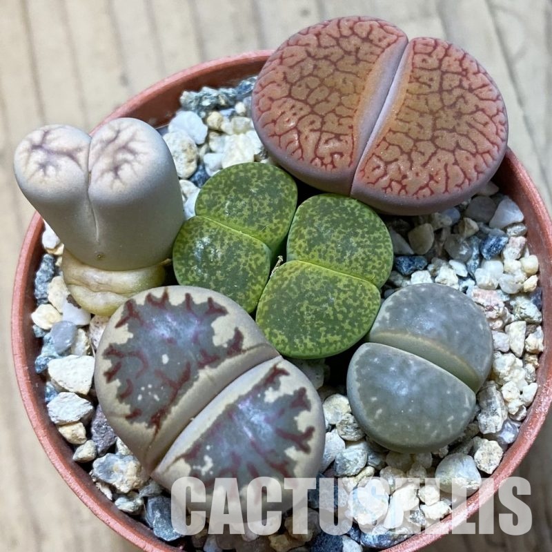 SH34556 Lithops mix