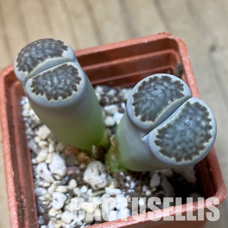 SH34578 Lithops hallii