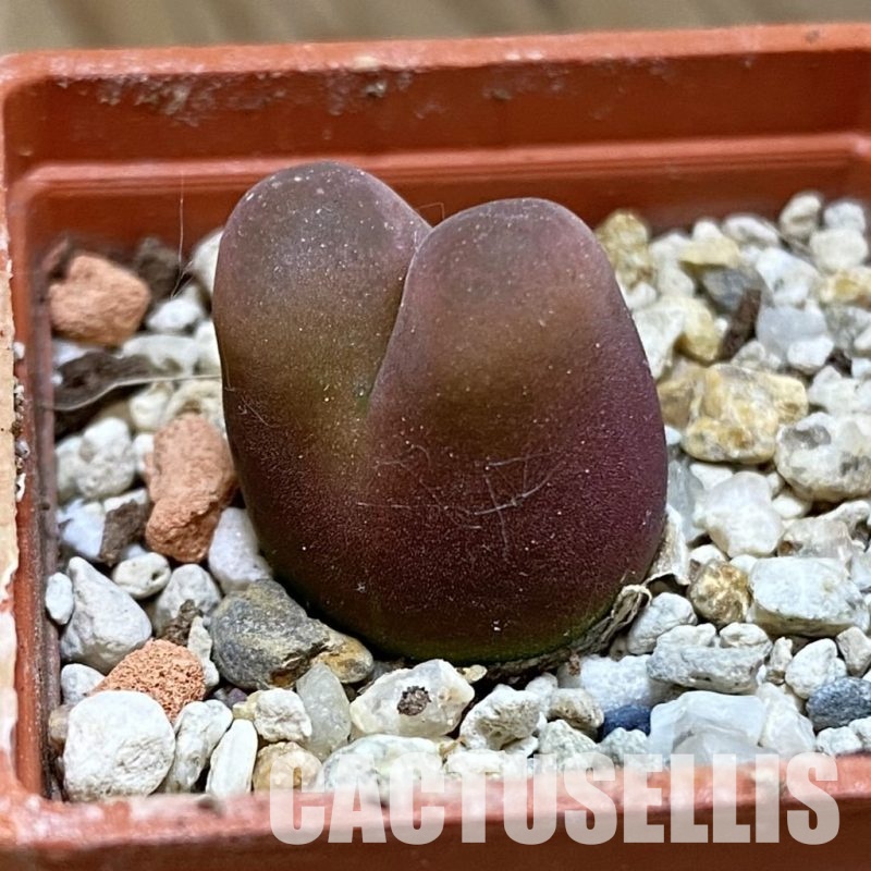 SH34579 Conophytum maughanii