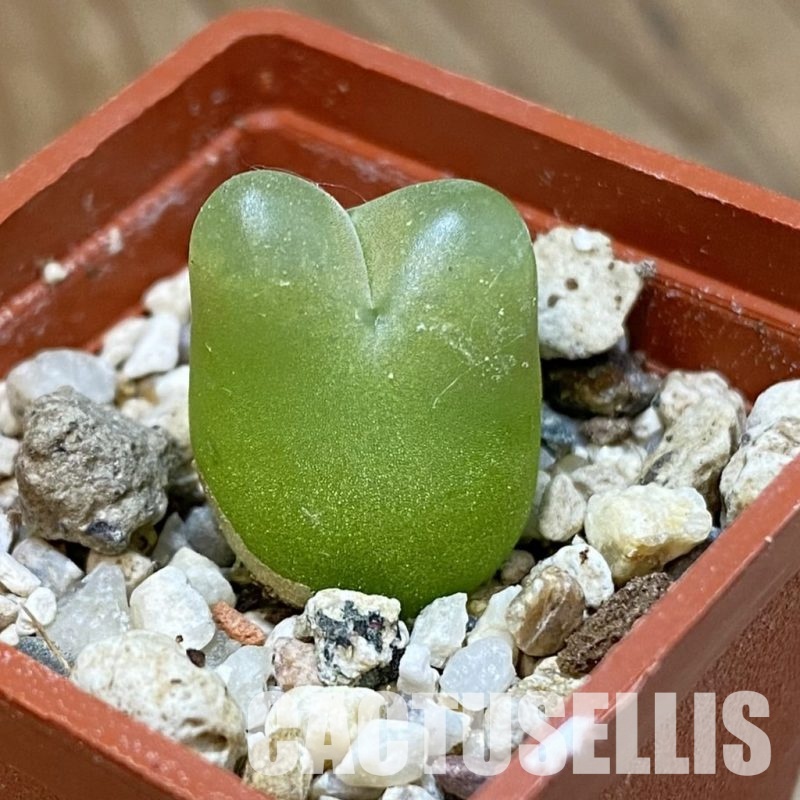 SH34580 Conophytum maughanii