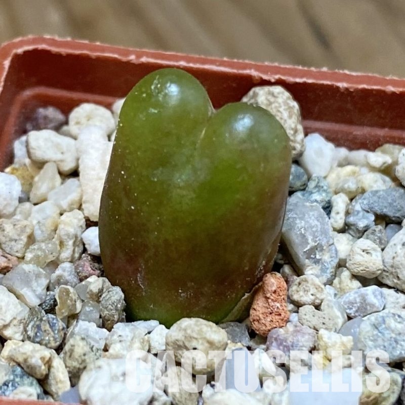 SH34581 Conophytum maughanii
