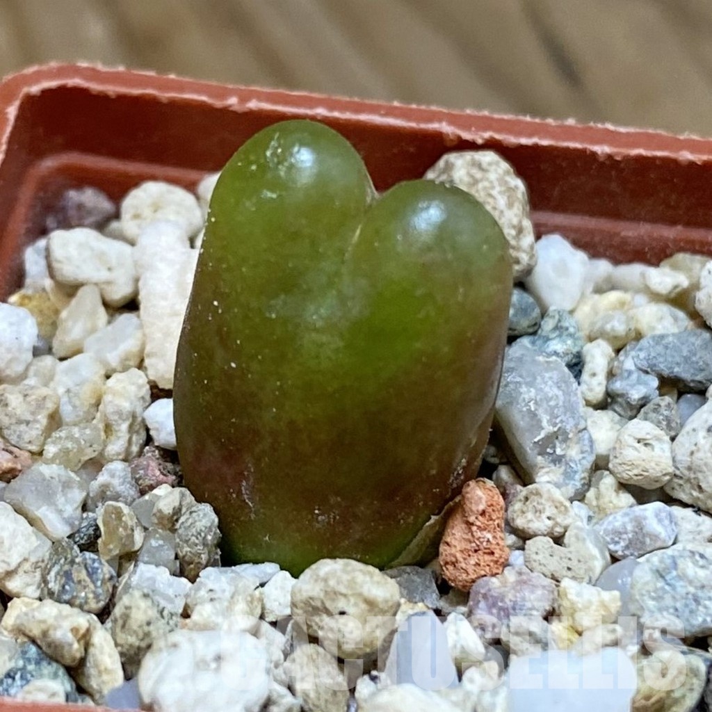 SH34581 Conophytum maughanii
