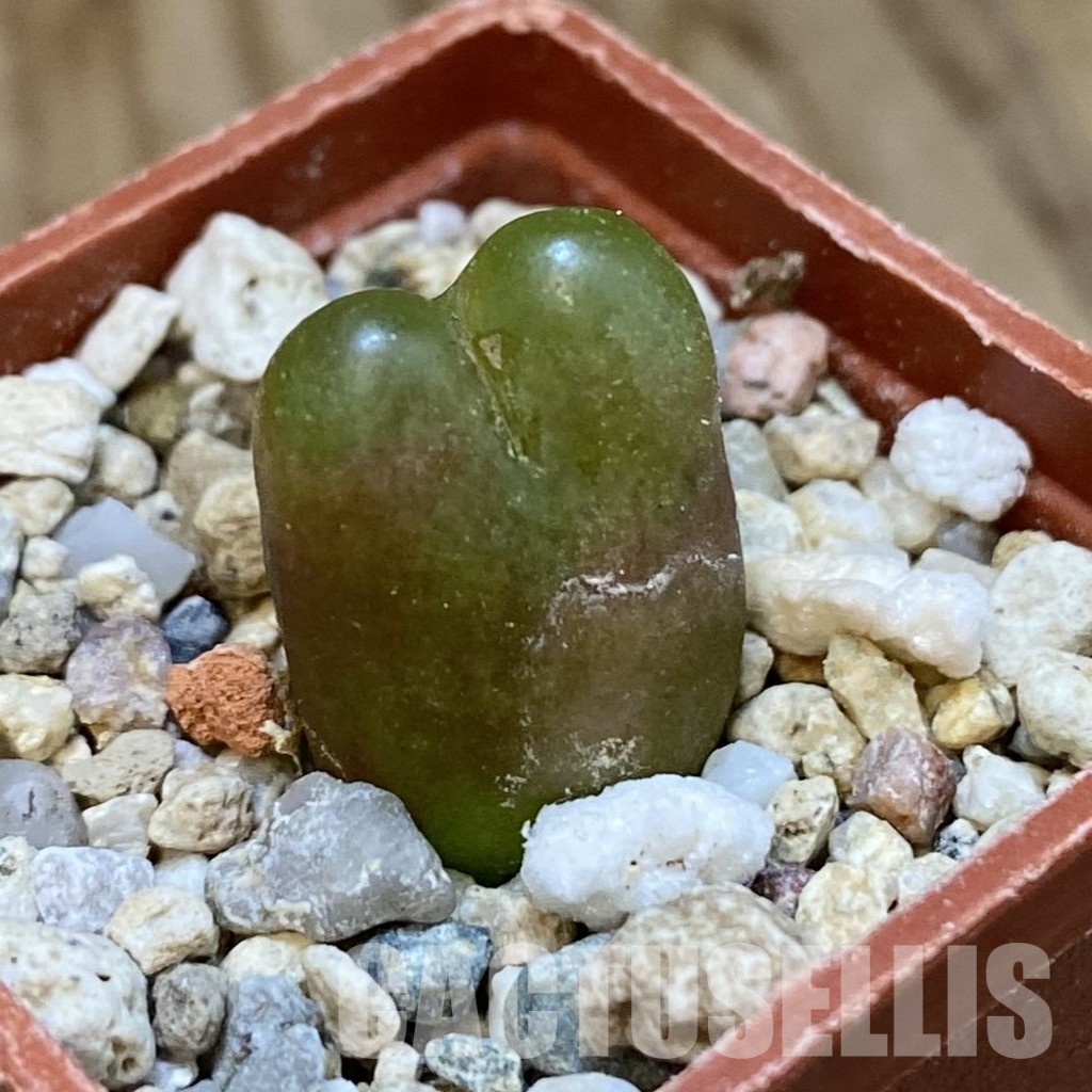 SH34581 Conophytum maughanii – Image 2