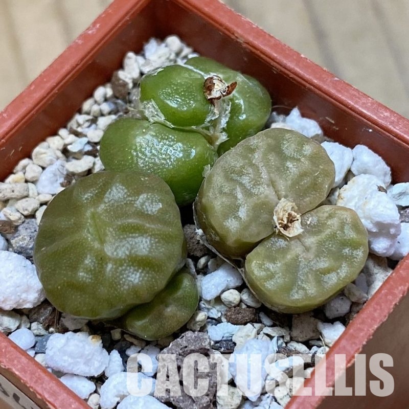 SH34582 Conophytum angelicae ssp. tetragonum, 3 plants seedling