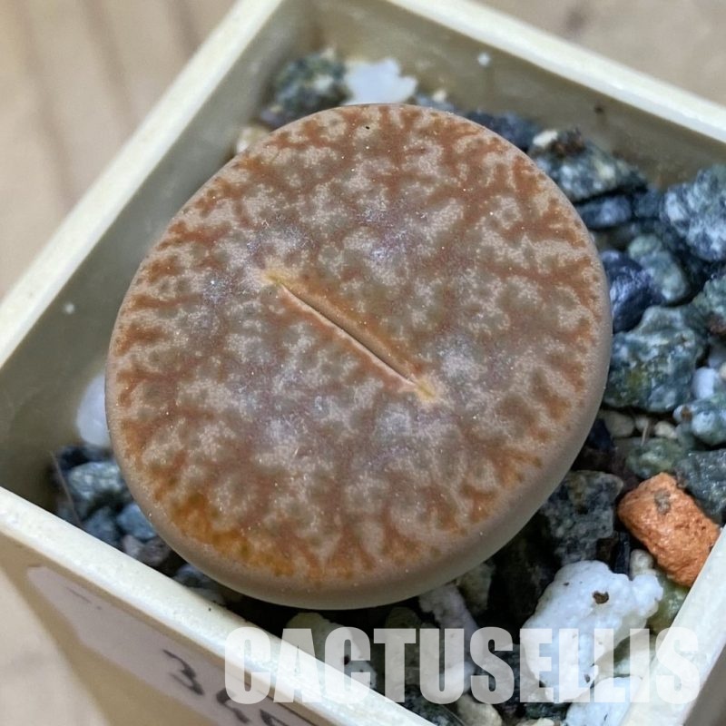 SH34584 Lithops pseudotruncatella v. alpina
